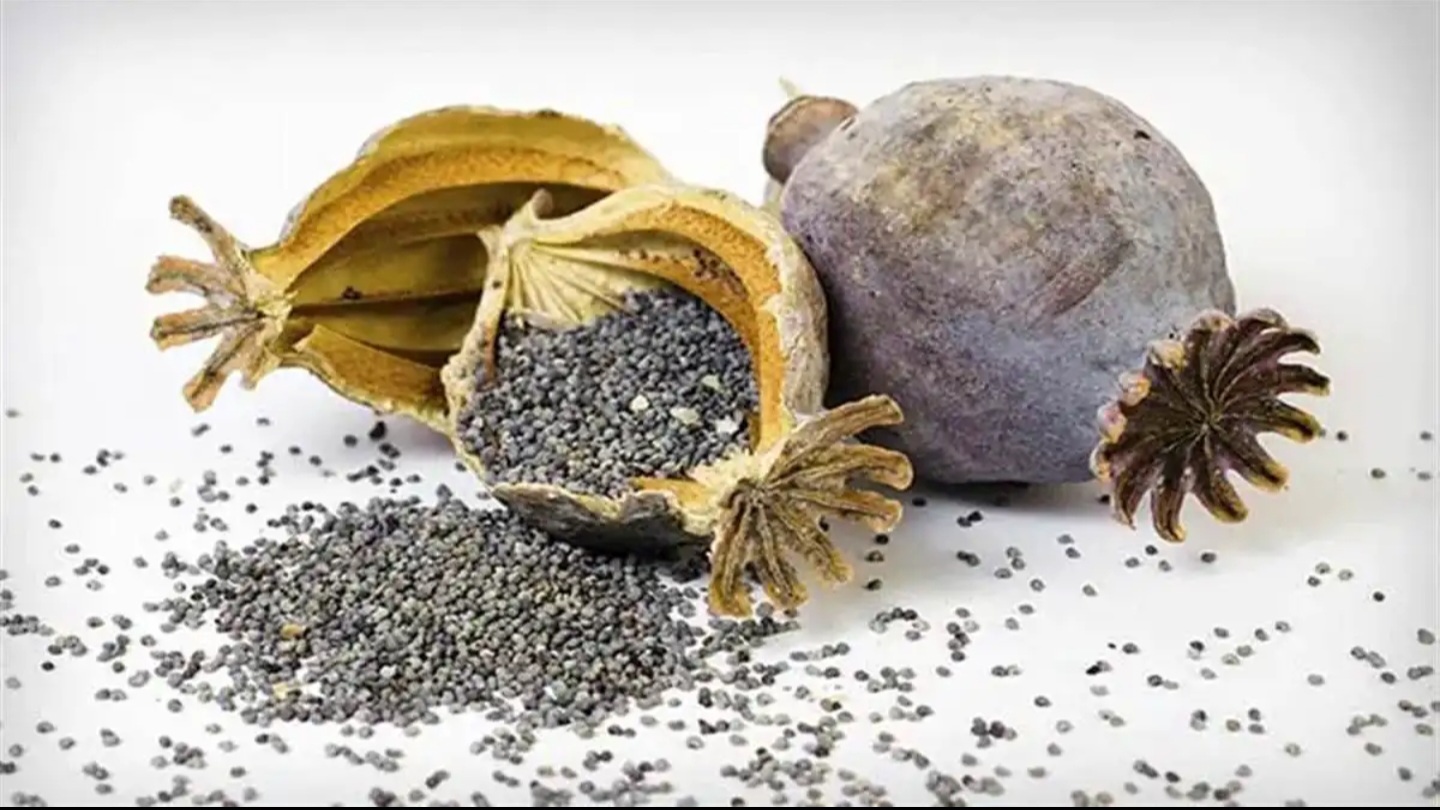PUNBUS ਦੀ ਆੜ 'ਚ ਨਸ਼ਾ ਤਸਕਰੀ ਦਾ ਪਰਦਾਫਾਸ਼, 12 ਕਿਲੋ ਚੂਰਾ ਪੋਸਤ ਸਮੇਤ ਕੰਡਕਟਰ ਗ੍ਰਿਫ਼ਤਾਰ